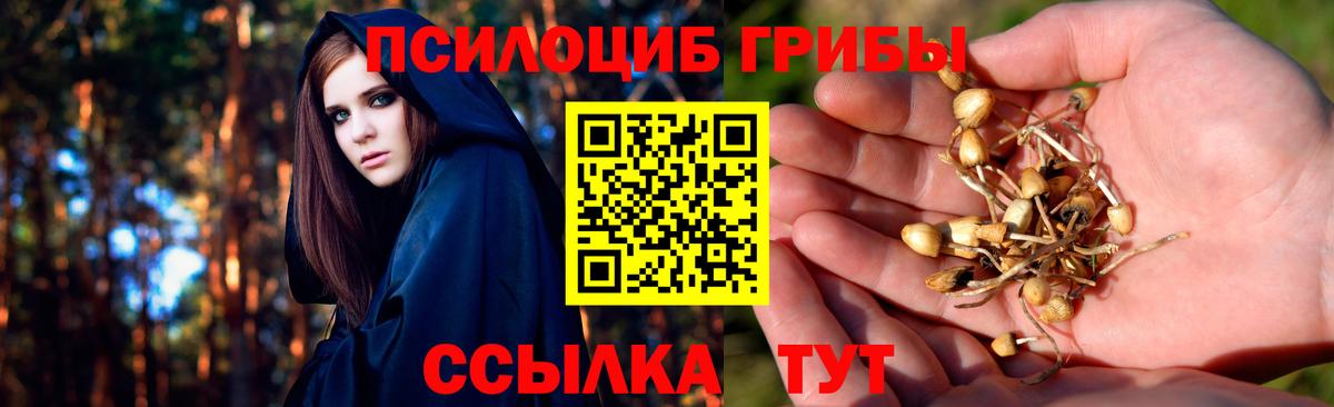 Псилоцибиновые грибы GOLDEN TEACHER Димитровград